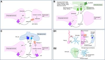 Extracellular ATP/adenosine dynamics in the brain and its role in health and disease